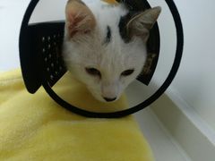 -关爱宠物医院·猫科中心·消化科(滨湖万达分院)
