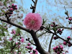 -海棠花溪(元大都城垣遗址公园)