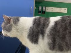 -瑞派动物医院·猫专科·至诚(江南中分院)