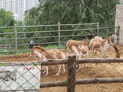 -青藏高原野生动物园