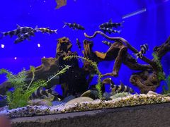 -上海海洋水族馆