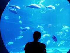 -烟台海昌鲸鲨海洋公园