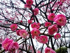 -重庆彩云湖湿地公园