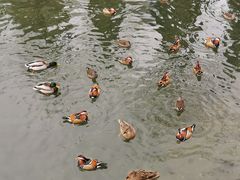 -北门涮肉·炭火铜锅涮肉(什刹海店)