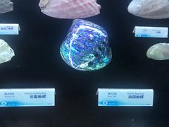 -贝壳梦幻世界
