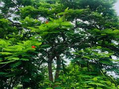 -中国科学院西双版纳热带植物园