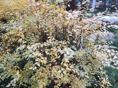 -西安市长乐公园