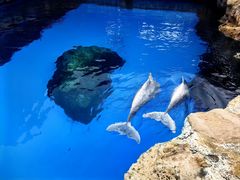 -珠海长隆海洋王国
