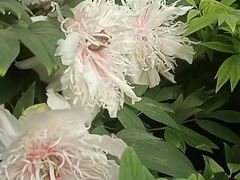 -洛阳市隋唐城遗址植物园