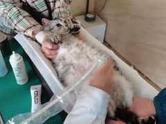 -安安宠医·安宠宠物医院