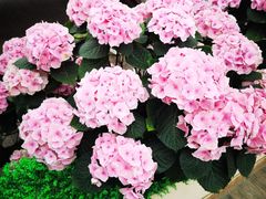 -荷兰花海