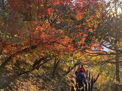 -北京十三陵国家森林公园蟒山景区