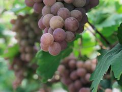 -金谷域澳洲庄园