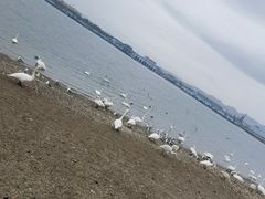 -烟墩角天鹅湖