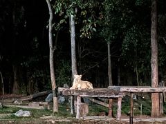 -清迈夜间动物园