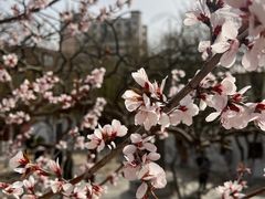 -桃花堤公园