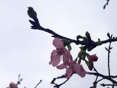 iphone_upload_pic-天适樱花悠乐园