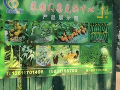 -菊园百果园