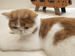 -飞行喵MR PILOT|猫舍·猫咖(静安大融城店)