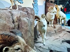 -陕西自然博物馆