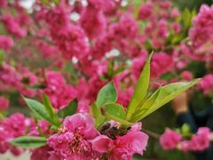 -鲁山国家森林公园