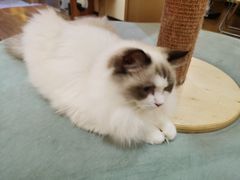 -滚猫咖啡·猫咖·猫友好撸猫(未来城店)
