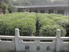 -十八棵（老龙井）御茶园(老龙井店)