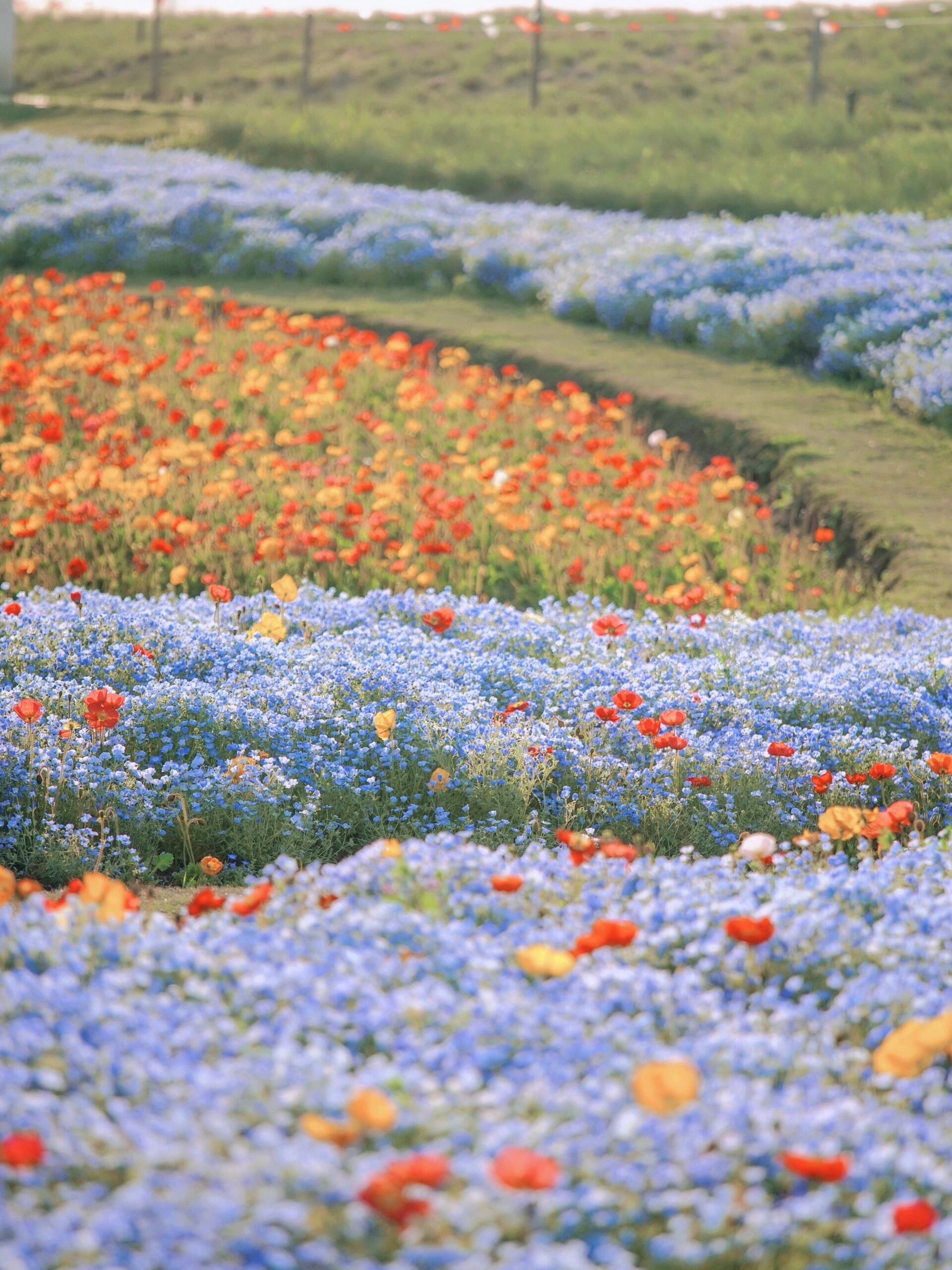 上海宝藏公园93喜林草花海99木绣球盛花期6015