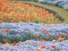 -上海滨江森林公园