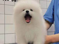 -宠爱多约克夏马尔济斯泰迪小型犬专卖
