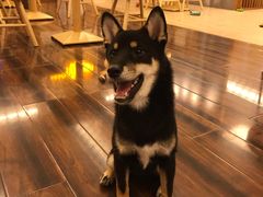 -豆柴町-柴犬主题狗咖(红鼎国际C座店)