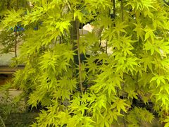 -龙大花卉苗木市场