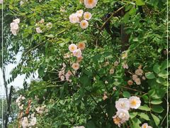 -北京大学燕东园