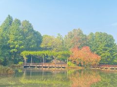 -上海滨江森林公园