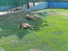 -西霞口神雕山野生动物世界