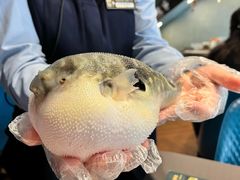 -肆月河豚·新淮扬(金融街店)