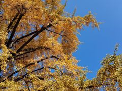 -千年银杏谷文化旅游区