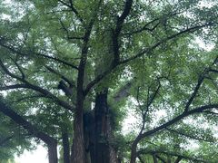 -红螺寺