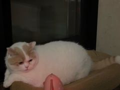 -贝康宠物医院·犬猫全科·小动物特色诊疗中心(东环路店)