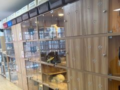 -喵百万·布偶·蓝金金渐层英短·猫舍(百子湾店)