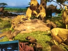 -国家自然博物馆