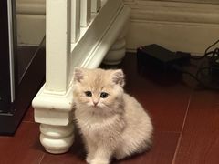 -lincat·猫舍(广州店)