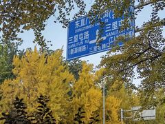 -三里屯东五街银杏大道