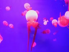 -多彩贵州城极地海洋世界