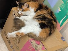 -玫瑰咖啡(中山六路店)