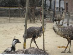 景点-郑州市动物园