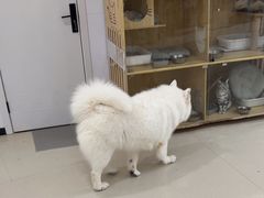 -共舞时光猫咖·狗咖(新街口店)