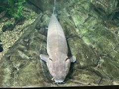 -瑞普利水族馆