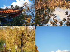 -翠湖公园