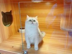 -猫十亿·布偶金渐层·曼基康矮脚猫舍(青年路店)